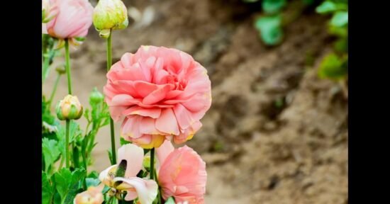 Ranunculus Flower: The Secret to Timeless Elegance and Fresh Style