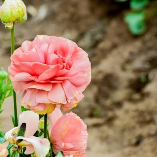 Ranunculus Flower: The Secret to Timeless Elegance and Fresh Style