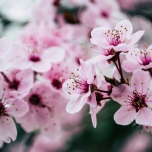 Flor de Cerezo: Timeless Beauty in Your Yard