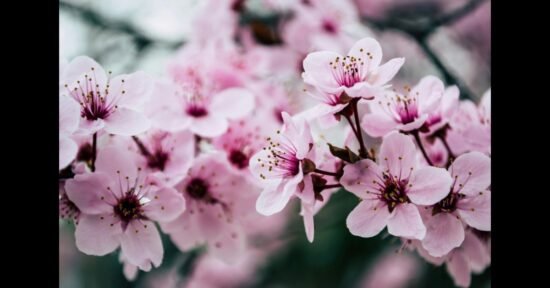 Flor de Cerezo: Timeless Beauty in Your Yard
